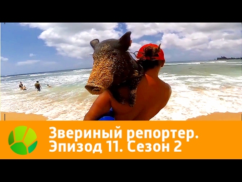 Видео: Звериный репортер. Эпизод 11. Сезон 2 | Живая Планета
