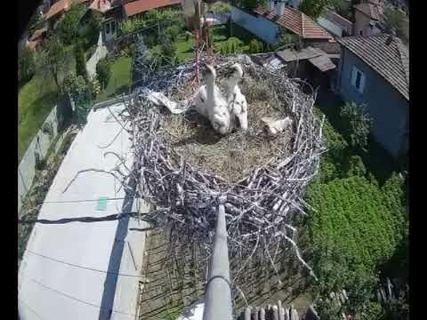 Видео: Щъркелите Енина и Еньо от село Енина с тяхното потомство