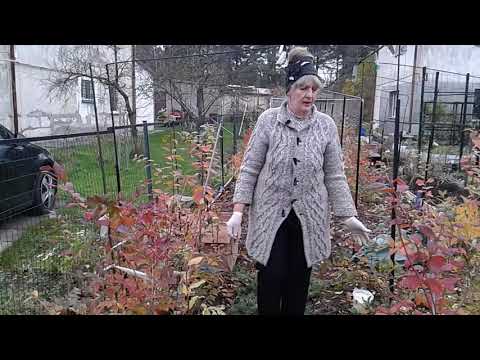 Видео: Черника садовая ,голубика утепление к зиме.