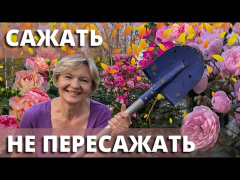 Видео: ПОСАДКА РОЗ ОСЕНЬЮ. Просто, без фанатизма.18 сентября 2024 г.