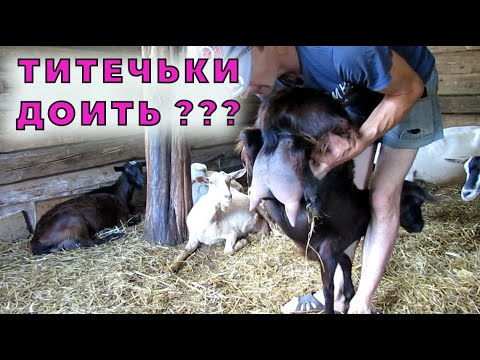 Видео: Девичье вымя и молоко