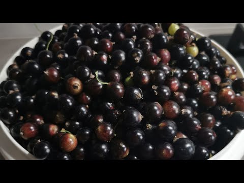 Видео: Обрезка черной и красной смородины, прополка ягодной клумбы. 11.11.2025 восток Ленинградской области