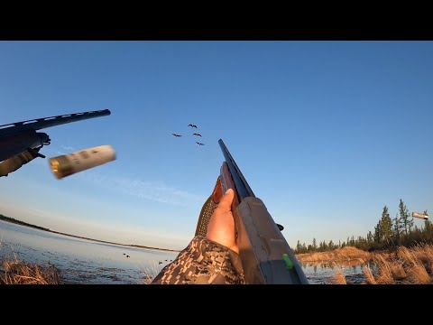 Видео: Beretta outlander A300 & Fabarm XLR 5 на охоте на Колыме.