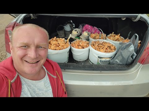 Видео: Жареные РЫЖИКИ НА ЗИМУ.