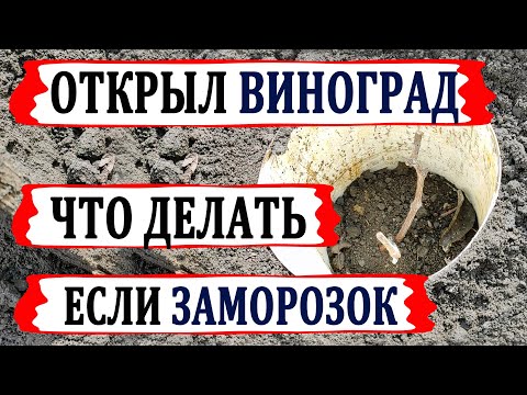 Видео: 🍇 Заморозок на винограднике! Что делать! Это укрытие винограда дает 100% результат зимой и весной.