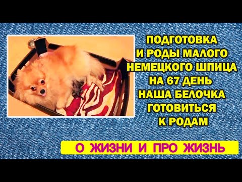 Видео: подготовка к родам роды малого немецкого шпица на 67 день первые роды Белочки