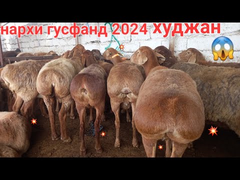 Видео: МОЛБОЗОРИ ХУЧАНД ХУДЖАНД НАРХОИ ГУСФАНД ЗОТИ ХИСОРИ И АВГОНИ ПАРОДА октября 2024 г.