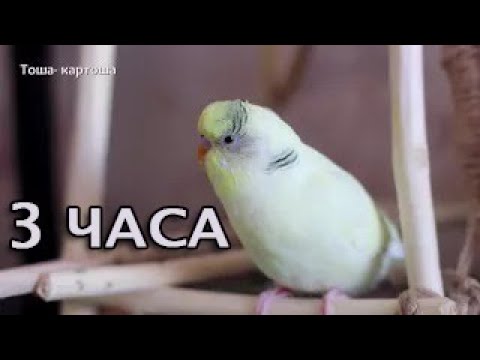 Видео: 3 Часа Тоша-картоша, весёлое пение для попугайчиков