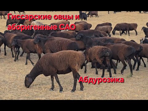 Видео: Гиссарские овцы и аборигенные САО Таджикистана саги дахмарда Абдурозика,  селение Сугдиён