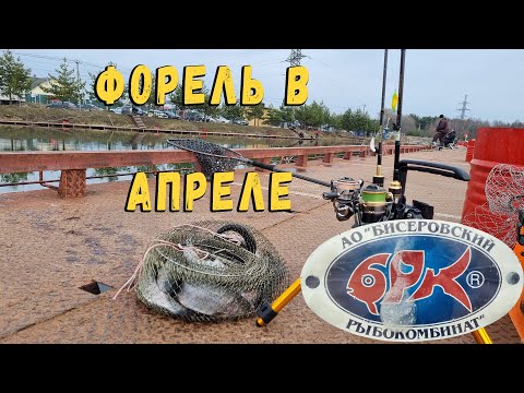 Видео: Форель в апреле