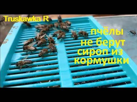 Видео: #Пчёлы. Почему не берут сироп из кормушек? Причины проблем на пасеке. Признак проблем в семье