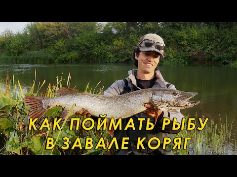 Видео: Всё о ловле рыбы корягах! Рыбалка на спиннинг с берега.