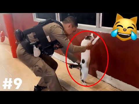 Видео: СМЕХ ДО СЛЕЗ😂 САМЫЕ СМЕШНЫЕ КОШКИ И СОБАКИ 😹🐶 #9