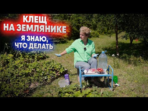 Видео: Клещ на клубнике? Я знаю, что делать!