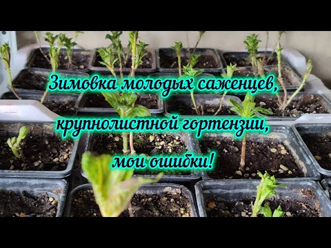 Видео: Зимовка молодых саженцев крупнолистной гортензии, мои ошибки!🌱🌱🌱#гортензия