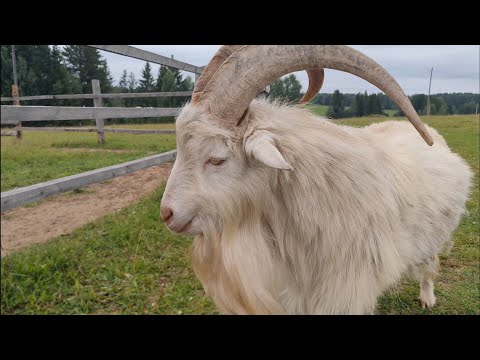 Видео: ферма в Удмуртии