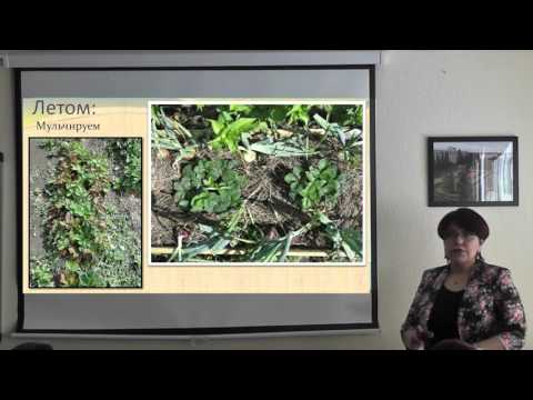 Видео: Сорняки. Казнить нельзя помиловать?