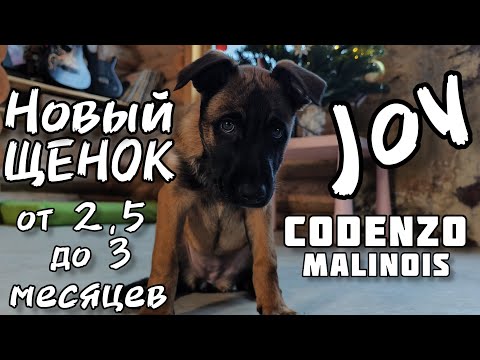 Видео: Щенок малинуа первый раз в новом доме 2 месяца