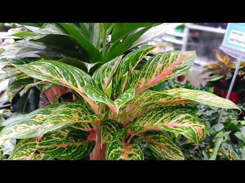 Видео: 🩷🌿БАУЦЕНТР🩷БОЛЬШОЙ ОБЗОР ЦВЕТОВ (часть 1)🌿