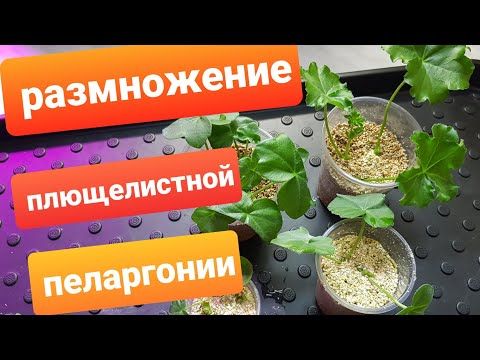 Видео: Размножение плющелистной пеларгонии черенками/Черенкование в вермикулите