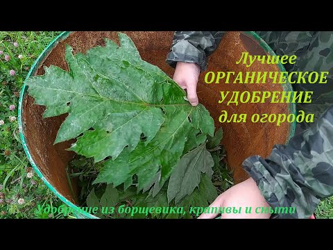 Видео: Самое ЛУЧШЕЕ УДОБРЕНИЕ для огорода