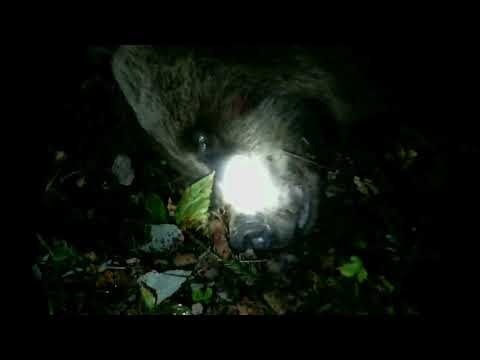 Видео: Патрон Барнаул 7.62х54 Охота на медведя