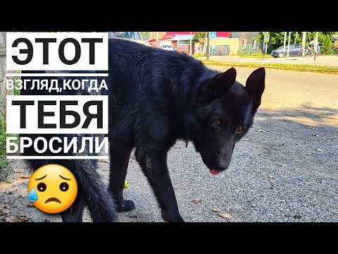 Видео: Брошенный пес на дороге от голода ел глину😱