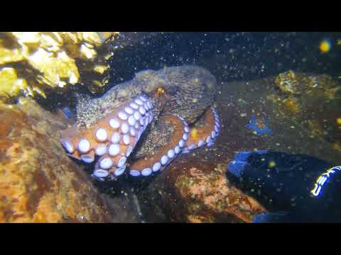 Видео: подводный мир острова Русский.