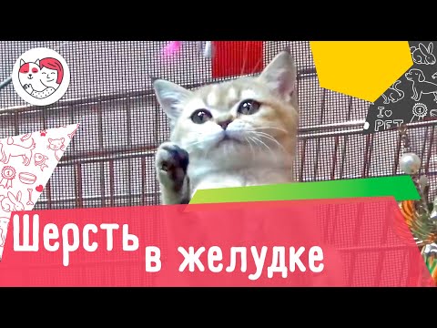 Видео: 5 симптомов скопления шерсти в желудке кошки