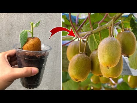 Видео: Мало кто знает, что таким способом можно размножать киви.