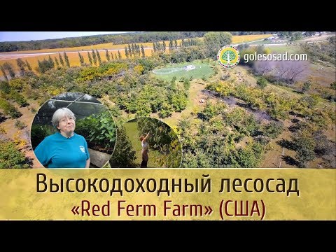 Видео: Высокодоходный лесосад "RED FERN FARM" (США)