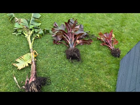 Видео: Зимующие бананы