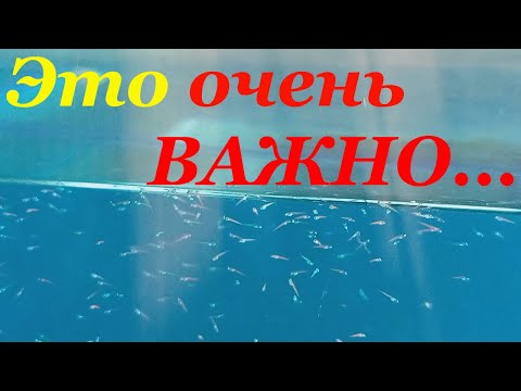 Видео: Как кормить мальков данио гло Чем кормить мальков данио гло Кормление малька инфузорией