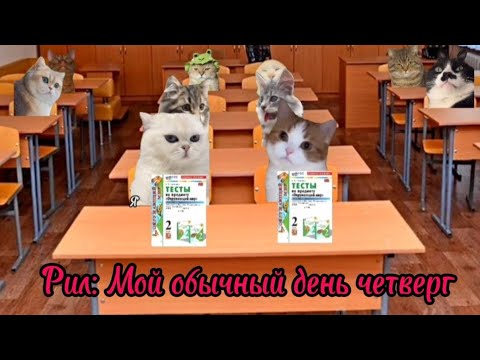 Видео: Рил: Мой обычный день четверг 📗. Футажи в моём телеграм канале. Мемы с котами. Смешные котики.