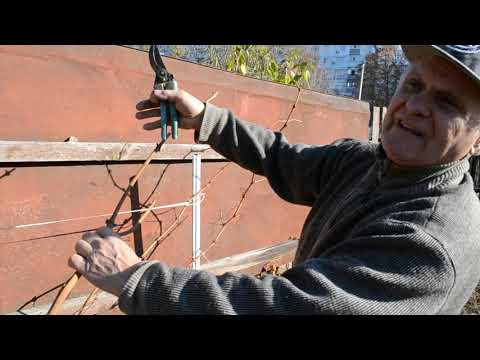 Видео: Обрезка Винограда осенью: БЫСТРО, ПРОСТО, ПОНЯТНО