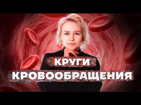 Видео: Как легко запомнить КРУГИ КРОВООБРАЩЕНИЯ человека | Биология ОГЭ 2023 | Умскул