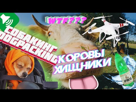 Видео: Торы | Новый звук | Далахай | #неПОтрассе | Гужиры | Минералка | Еловка | #собакинг | Аршан 2021