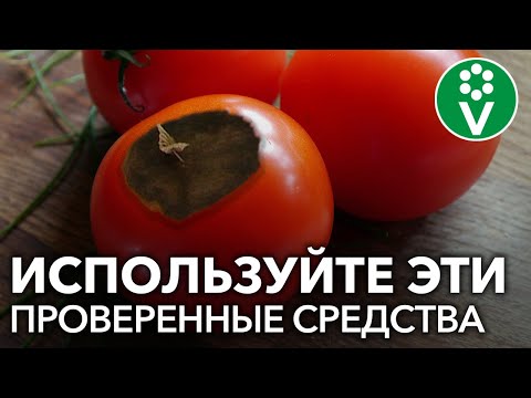 Видео: ТОМАТЫ ЗАГНИВАЮТ? 3 рецепта, которые точно помогут!