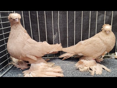Видео: Узбекские голуби Pigeons الحمام Tauben  merpati کبوتر 鴿子 ハトkaʙūtar güvercinler porumbei 4/11/25