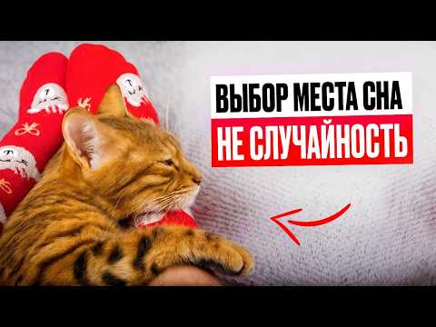 Видео: Почему твоя кошка спит с тобой на самом деле