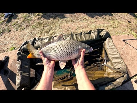 Видео: Коропа клюють, садок наповнюється.