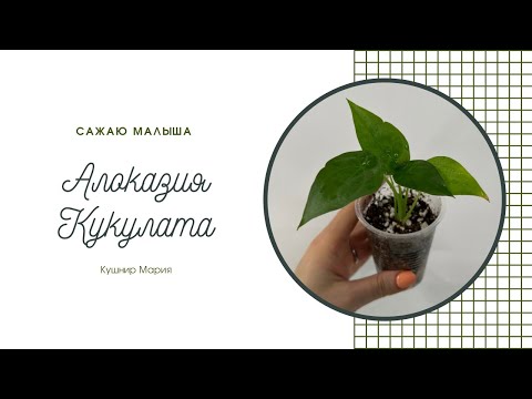 Видео: Алоказия Кукулата: сажаем малыша и снимаем клубни