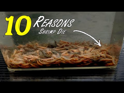 Видео: 10 основных причин гибели креветок [Разведение креветок для начинающих] #flipaquatics