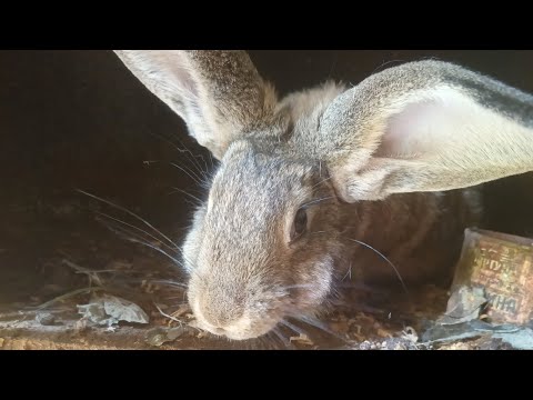 Видео: Обзор и кормление кроликов 🎀🐰