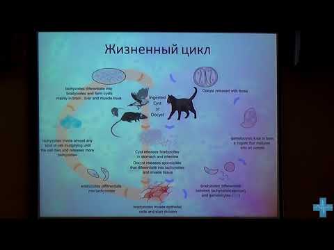 Видео: Диагностика токсоплазмоза кошек