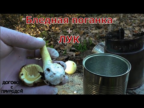 Видео: Если с БЛЕДНОЙ ПОГАНКОЙ сварить лук?