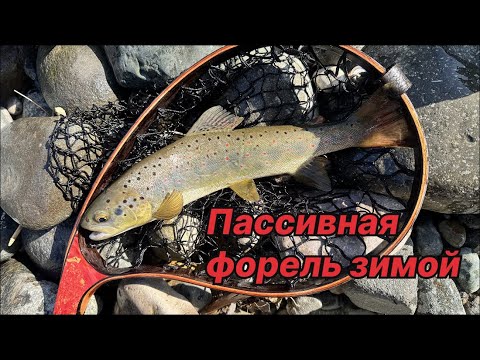 Видео: ПАССИВНАЯ ФОРЕЛЬ ЗИМОЙ. Рыбалка в горах на дикую форель (4K)