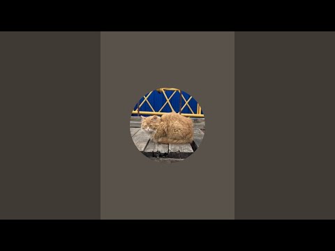 Видео: Шерстяные Бродяги в прямом эфире!