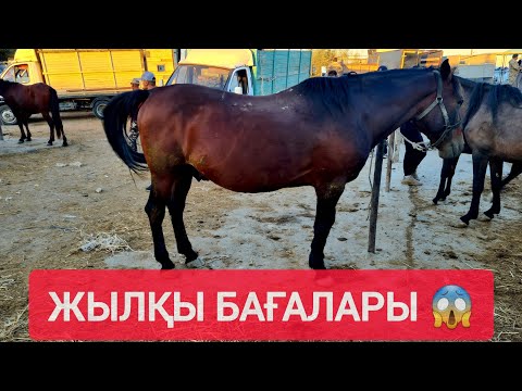 Видео: НЕ ДЕГЕН БАҒА, ТАЙ ҚҰНАН ДӨНЕН БАЙТАЛ БИЕ АЙҒЫР БАҒАЛАРЫ.