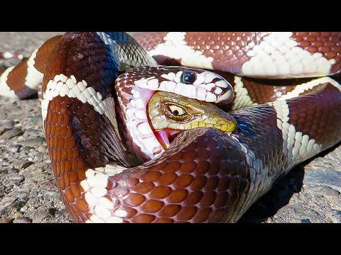 Видео: ЗМЕЯ Глотает ЗМЕЮ! Вот Что Было Дальше...